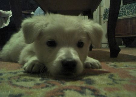Urgent adoptie Urgent adoptie