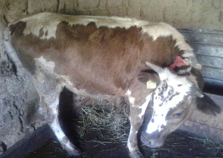 vaca 1an si 6luni