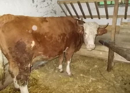 Vaca baltata