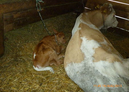 Vaca Baltata