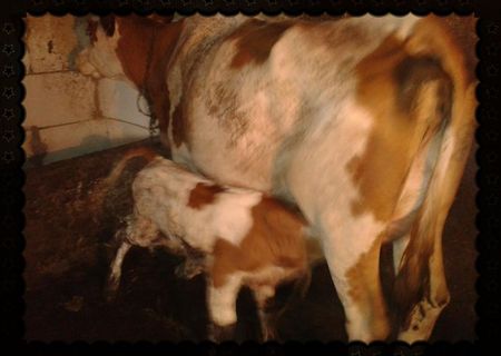vaca baltata romaneasca