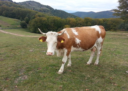 Vaca baltata romaneasca Vaca baltata romaneasca