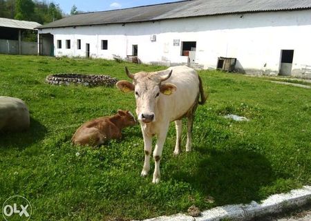 VACA BRUNA ALPINA