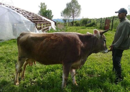 VACA BRUNA DE MARAMURES