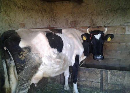 Vaca Buna de Lapte