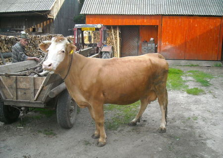 Vaca de lapte