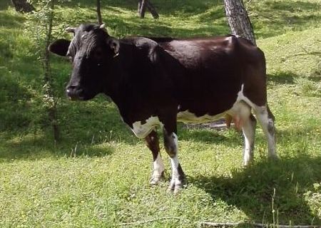 Vaca de vanzare