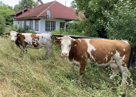 Vaci/Vitei Baltata Romaneasca de Maramaures - 4 bucati