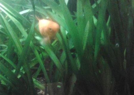 Vallisneria Americana_Plante de Acvariu