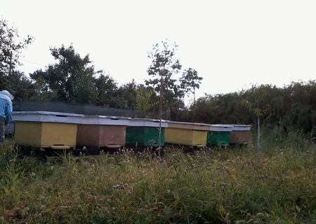 vand 10 ffamilii albine