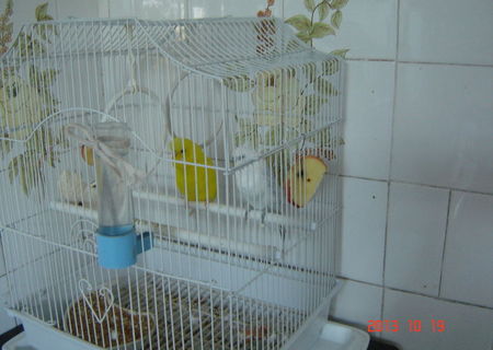 Vand 2 perusi