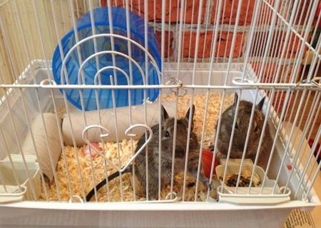 Vand 2 veverite degu