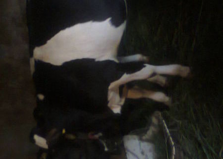 vand 2 vitele  holstein