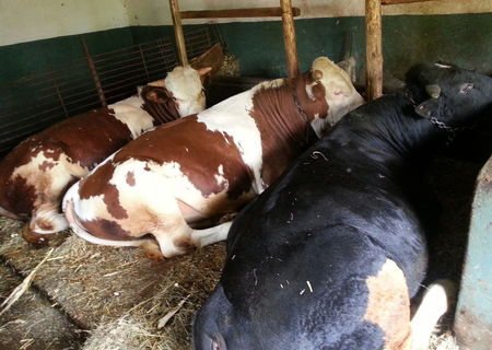 Vand 3 tauri (  500kg+ )