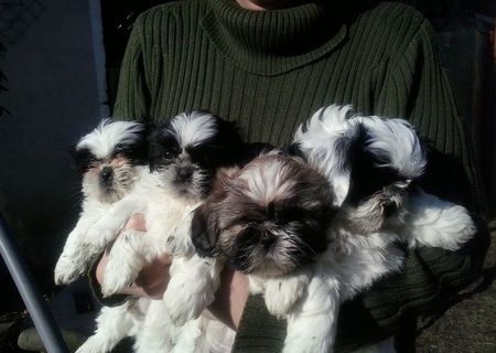 Vand 4 catei shih tzu superbi