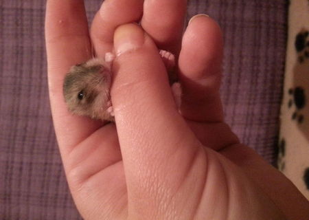 Vand 5 pui de hamster pitic