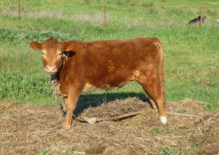 Vând 5 viţele rasa Angus Vând 5 viţele rasa Angus
