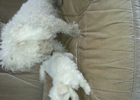 Vand 6 pui Bichon Maltese