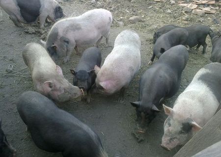 vand 70 de porci vietnamezi la pachet sau schimb vand 70 de porci vietnamezi la pachet sau schimb