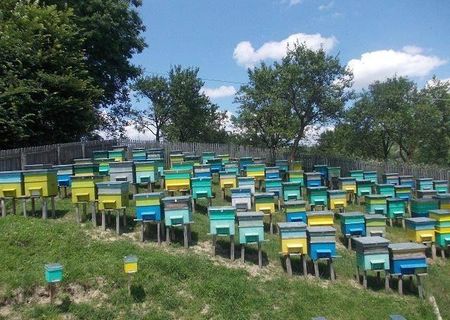 Vand 80 familii de albine.