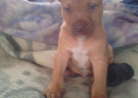 Vand American Pitbul