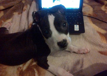 vand amstaff