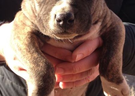 vand amstaff pui