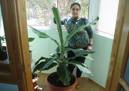 Vand Bananier