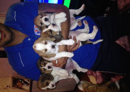 Vand beagle