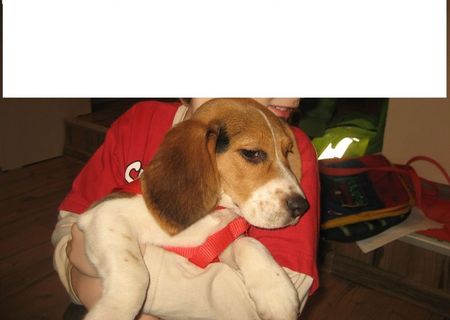 Vand Beagle