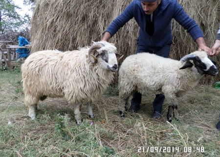 Vand berbec(mior)turcan si un carlan carabas