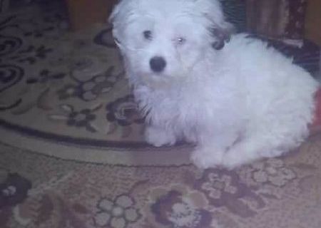 vand bichon