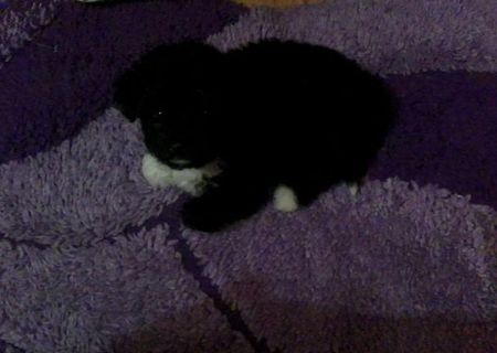 vand bichon