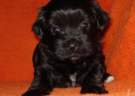 Vand Bichon