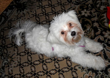 Vand bichon