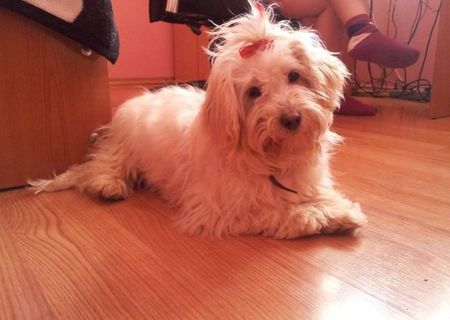 Vand bichon