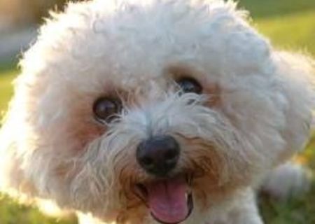 Vand bichon alb cret