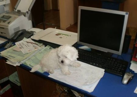 Vand bichon bolognese