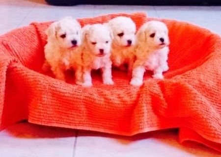 Vand bichon bolognese
