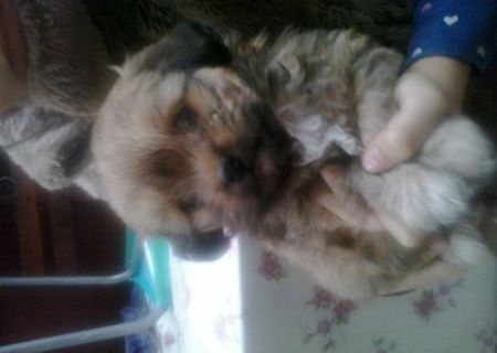Vand bichon corcit cu shih-tzu