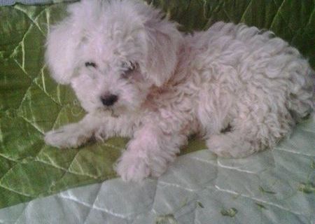 vand bichon frise