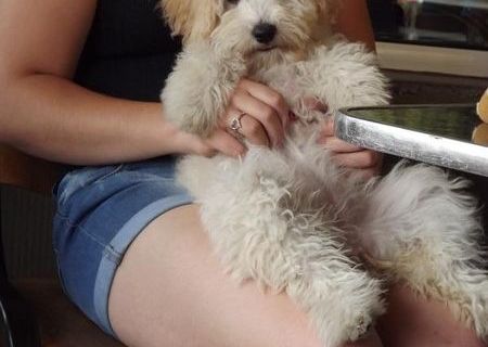 VAND BICHON FRISE