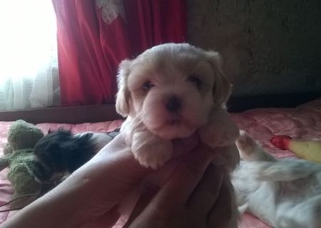 Vand bichon havanese