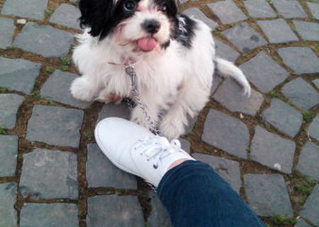 Vand bichon havanez ! Vand bichon havanez !