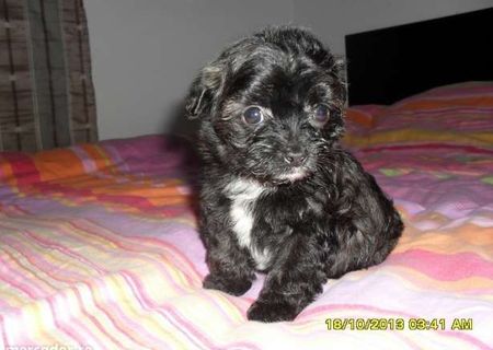 Vand bichon havanez, femela
