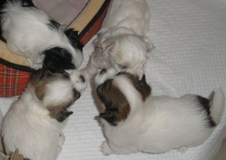 vand bichon havanez in varsta de 3 luni