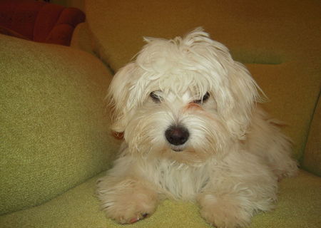 Vand Bichon Maltese