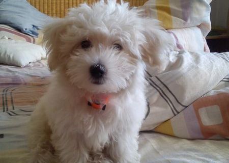 Vand BICHON MALTESE mini