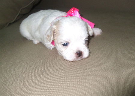 Vand bichon maltez