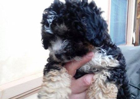 Vand bichon maltez